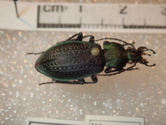 Carabus arvensis hokkaidoensis