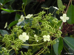 Hydrangea serratifolia