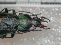 Carabus arvensis hokkaidoensis