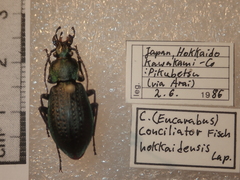Carabus arvensis hokkaidoensis