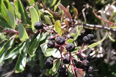 Comarostaphylis