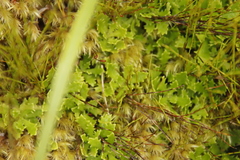 Osmitopsis dentata