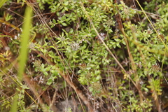 Stoebe prostrata