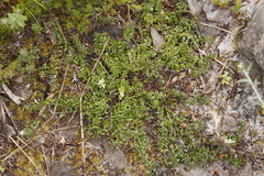 Stoebe prostrata