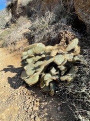 Opuntia chlorotica
