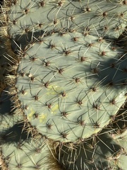 Opuntia chlorotica