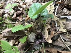 Hexastylis shuttleworthii