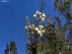 Myrceugenia lanceolata