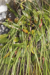 Trachyandra tabularis