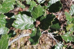 Quercus alpescens