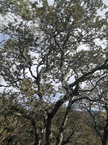 Quercus alpescens