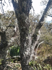 Quercus alpescens