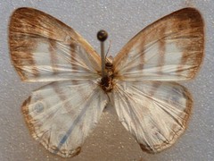 Euptychia jesia