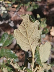 Quercus alpescens