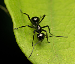 Polyrhachis pilosa