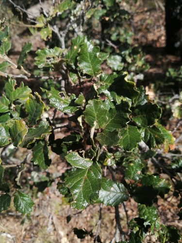Quercus alpescens
