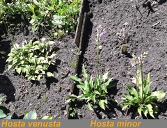 Hosta venusta