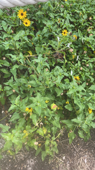Helianthus debilis