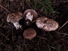 Agaricus pattersoniae