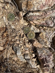 Mammillaria peninsularis