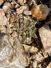 Mammillaria peninsularis