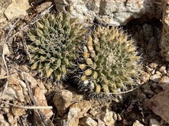 Mammillaria peninsularis