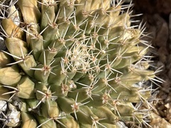 Mammillaria peninsularis