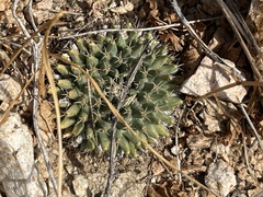 Mammillaria peninsularis