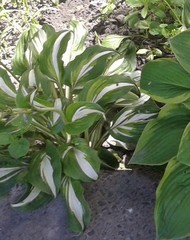Hosta undulata