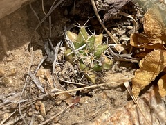 Mammillaria peninsularis