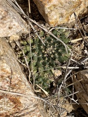 Mammillaria peninsularis