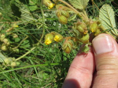 Hermannia transvaalensis