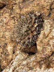 Mammillaria peninsularis
