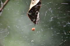 Nihonhimea tesselata