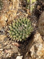 Mammillaria peninsularis