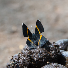 Parcella amarynthina