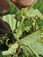 Hermannia transvaalensis