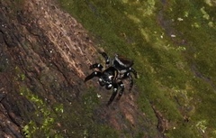 Kalcerrytus