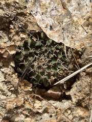 Mammillaria peninsularis