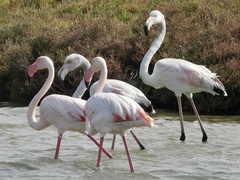 Phoenicopterus roseus