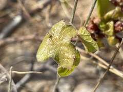 Jatropha moranii