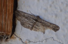 Iridopsis obliquaria