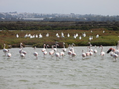 Phoenicopterus roseus