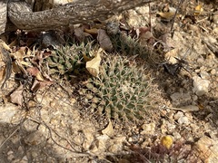 Mammillaria peninsularis