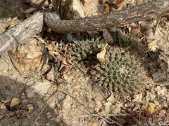 Mammillaria peninsularis