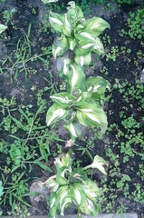 Hosta undulata