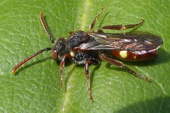 Nomada