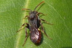 Nomada