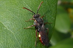 Nomada