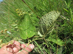 Hermannia transvaalensis